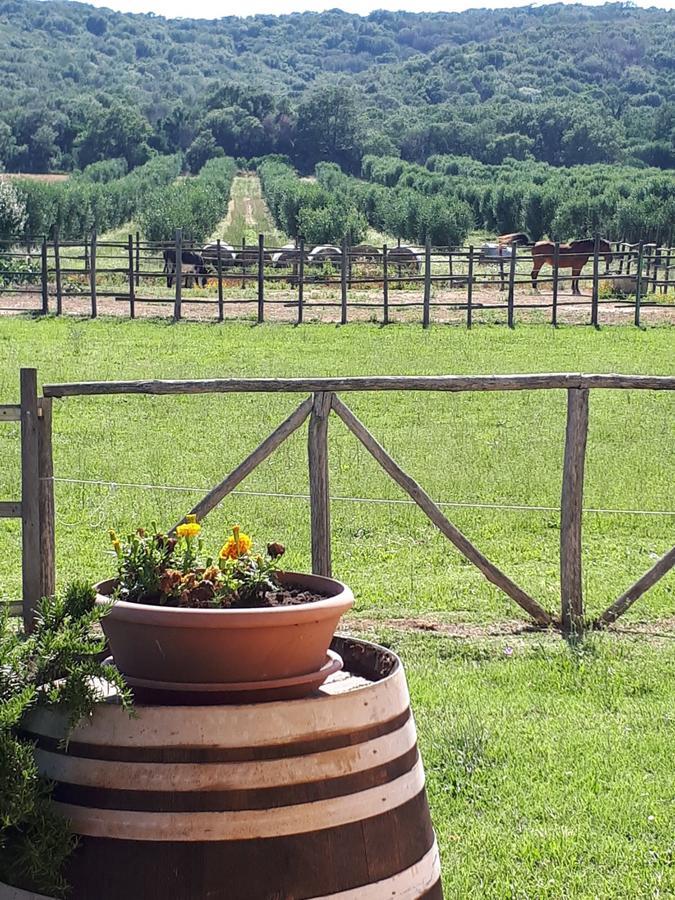 Agriturismo Mazzalupo Hotel Magliano in Toscana Buitenkant foto